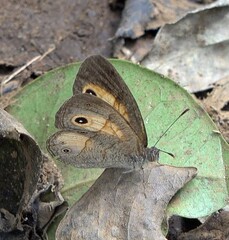 Heteropsis comorensis