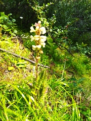 Pedicularis brachystachys