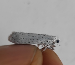 Yponomeuta evonymella