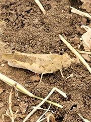 Humbe tenuicornis