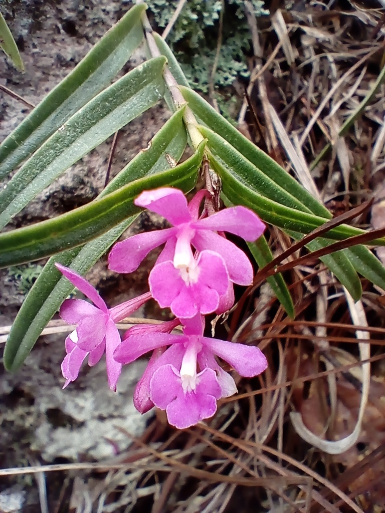 Epidendrum anisatum