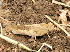 Humbe tenuicornis