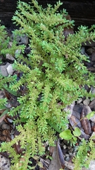 Selaginella apoda