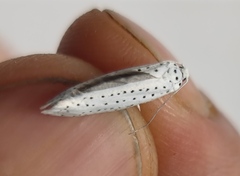 Yponomeuta evonymella