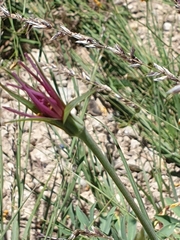 Tragopogon coloratus
