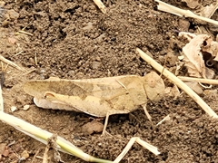 Humbe tenuicornis