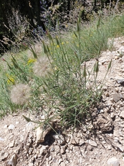 Tragopogon coloratus