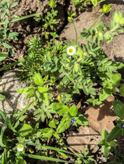 Polemonium micranthum