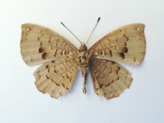 Voltinia umbra