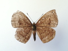Voltinia umbra