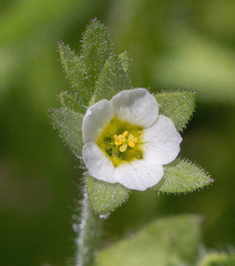 Polemonium micranthum