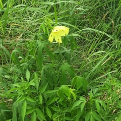 Abelmoschus moschatus