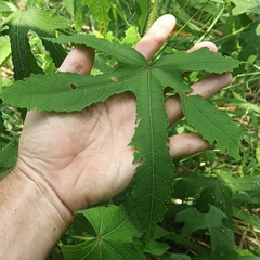 Abelmoschus moschatus