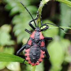 Piezogaster rubropictus