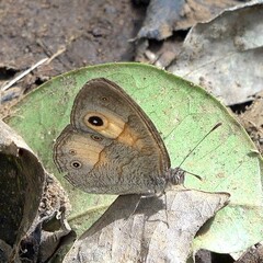 Heteropsis comorensis