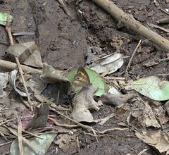 Heteropsis comorensis