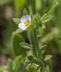 Polemonium micranthum