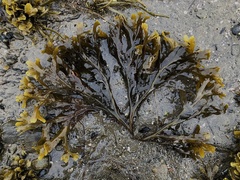 Fucus distichus evanescens