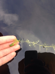 Utricularia radiata