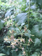 Clematis vitalba
