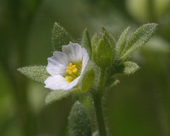 Polemonium micranthum