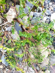 Astragalus alpinus