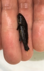 Menticirrhus saxatilis