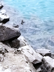 Leucosticte