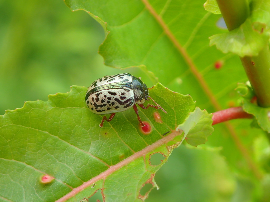 Calligrapha suturella