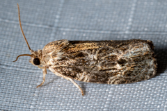 Phaecasiophora confixana