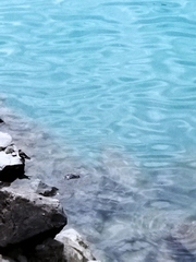 Leucosticte