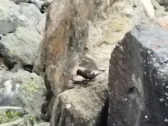 Leucosticte