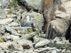 Leucosticte