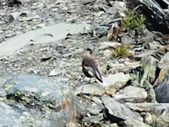 Leucosticte