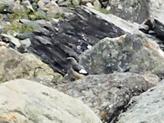 Leucosticte