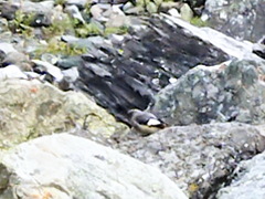 Leucosticte