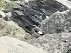 Leucosticte