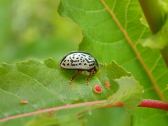 Calligrapha suturella