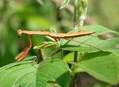 Polyspilota comorana