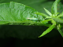 Ilnacora stalii