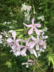 Saponaria officinalis