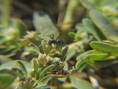 Cataglyphis italica