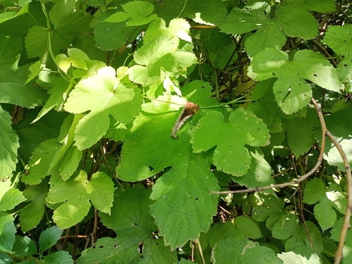common hops (Humulus lupulus)