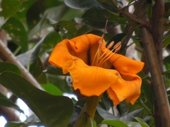 Solandra maxima