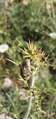 Larinus onopordi