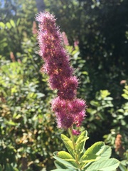 Spiraea