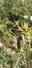 Larinus onopordi