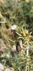 Larinus onopordi