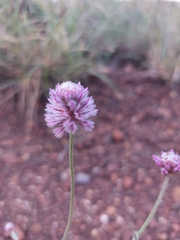 Ptilotus helipteroides