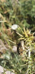 Larinus onopordi